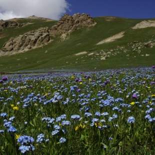 Myosotis asicatica